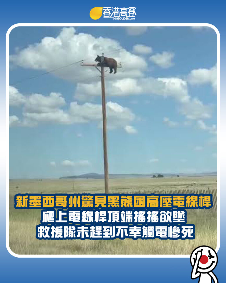 【新墨西哥州驚見黑熊困高壓電線桿 爬上電線桿頂端搖搖欲墜 救援隊未趕到不幸觸電慘死】
