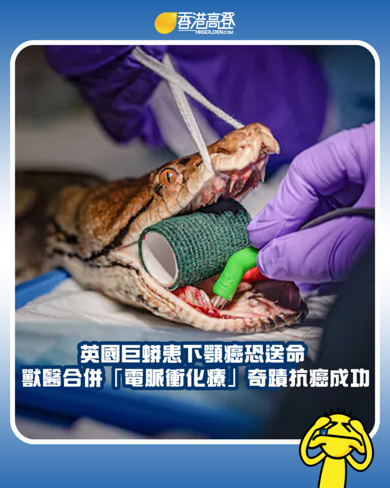 【英國巨蟒患下顎癌恐送命 獸醫合併「電脈衝化療」奇蹟抗癌成功】