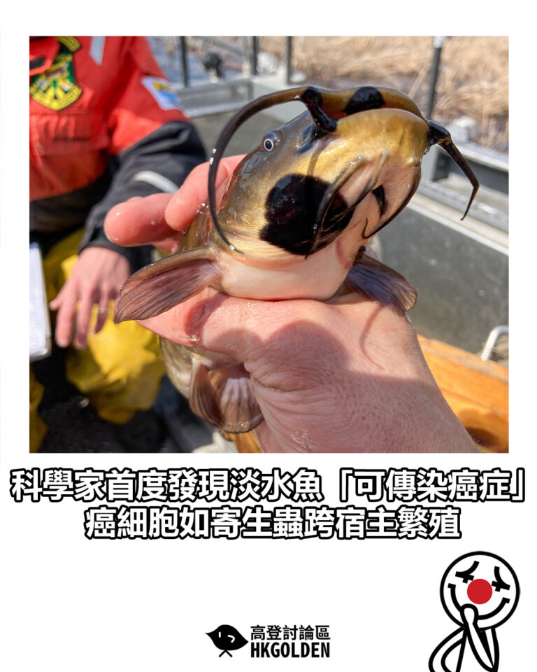 【科學家首度發現淡水魚「可傳染癌症」 癌細胞如寄生蟲跨宿主繁殖】