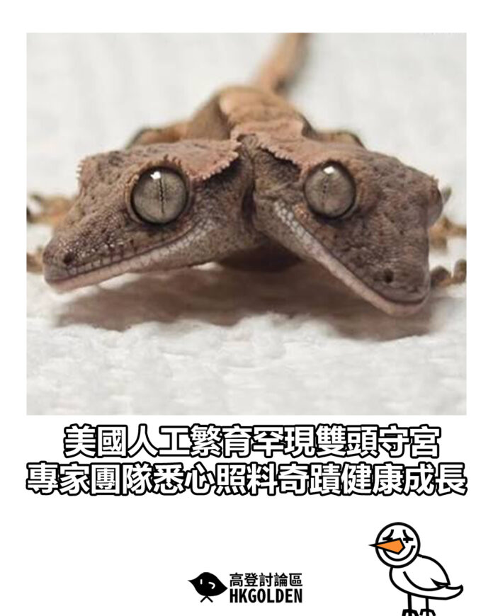 dshgsdsd