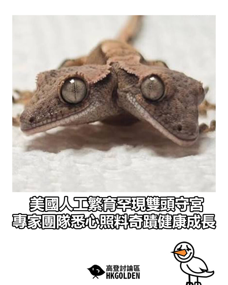 【美國人工繁育罕現雙頭守宮 專家團隊悉心照料奇蹟健康成長】 【美國人工繁育罕現雙頭守宮 專家團隊悉心照料奇蹟健康成長】