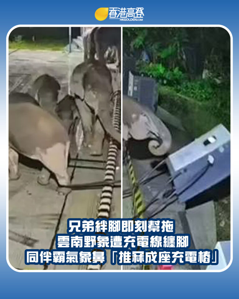 【兄弟絆腳即刻幫拖  雲南野象遭充電線纏腳 同伴霸氣象鼻「推冧成座充電樁」】
