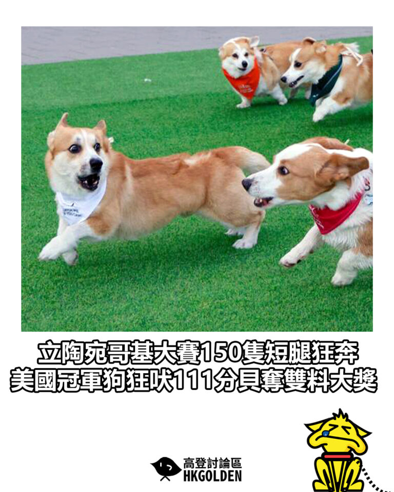 【立陶宛哥基大賽150隻短腿狂奔 美國冠軍狗狂吠111分貝奪雙料大獎】