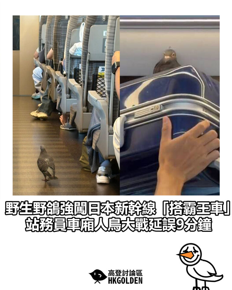 【野生野鴿強闖日本新幹線「搭霸王車」 站務員車廂人鳥大戰延誤9分鐘】 【野生野鴿強闖日本新幹線「搭霸王車」 站務員車廂人鳥大戰延誤9分鐘】