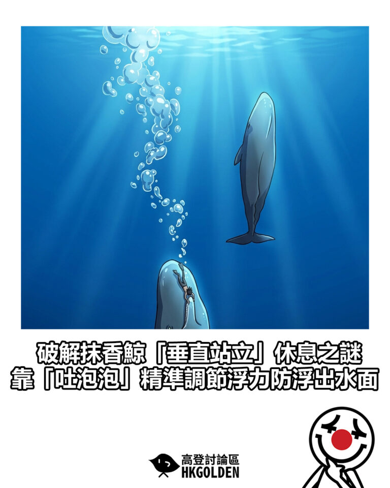 【破解抹香鯨「垂直站立」休息之謎  靠「吐泡泡」精準調節浮力防浮出水面】