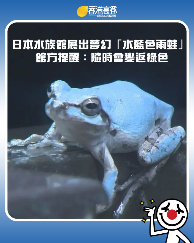 【日本水族館展出夢幻「水藍色雨蛙」 館方提醒：隨時會變返綠色】