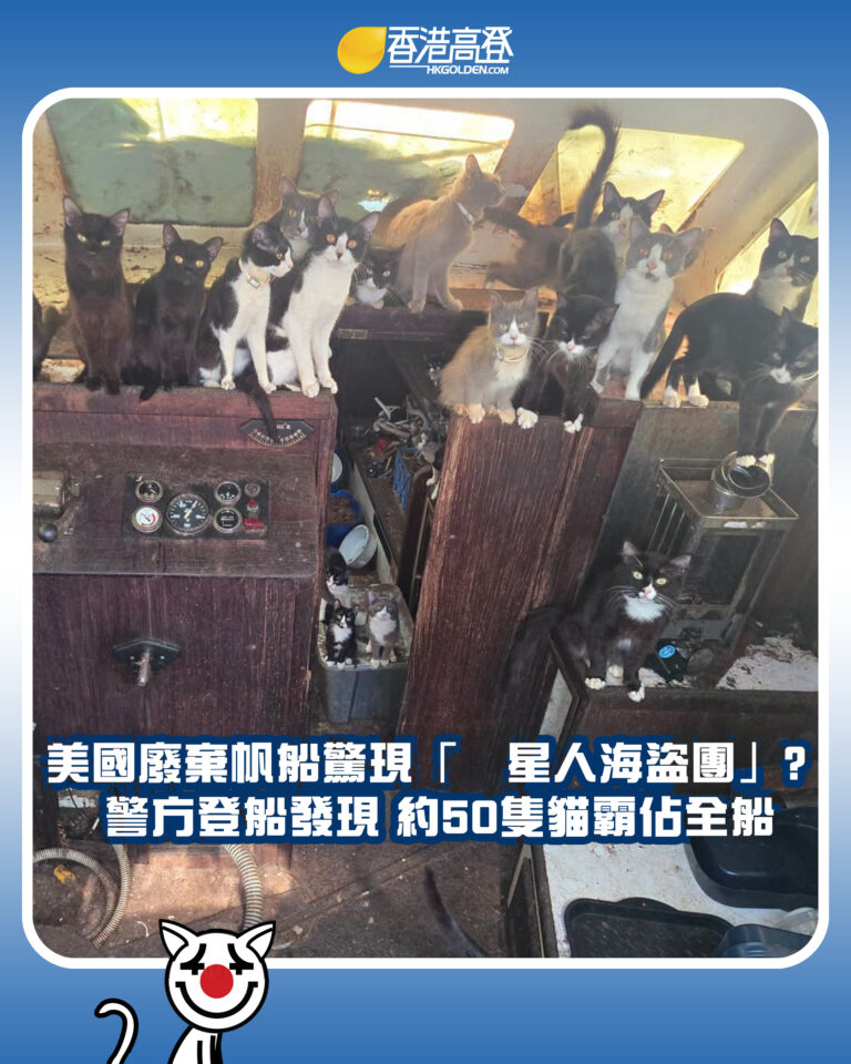 【美國廢棄帆船驚現「喵星人海盜團」?  警方登船發現 約50隻貓霸佔全船】