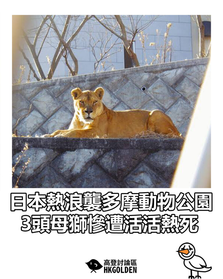 【日本熱浪襲多摩動物公園  3頭母獅慘遭活活熱死】