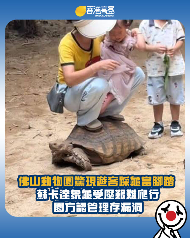 【佛山動物園驚現遊客踩龜當腳踏 蘇卡達象龜受壓艱難爬行 園方認管理存漏洞】