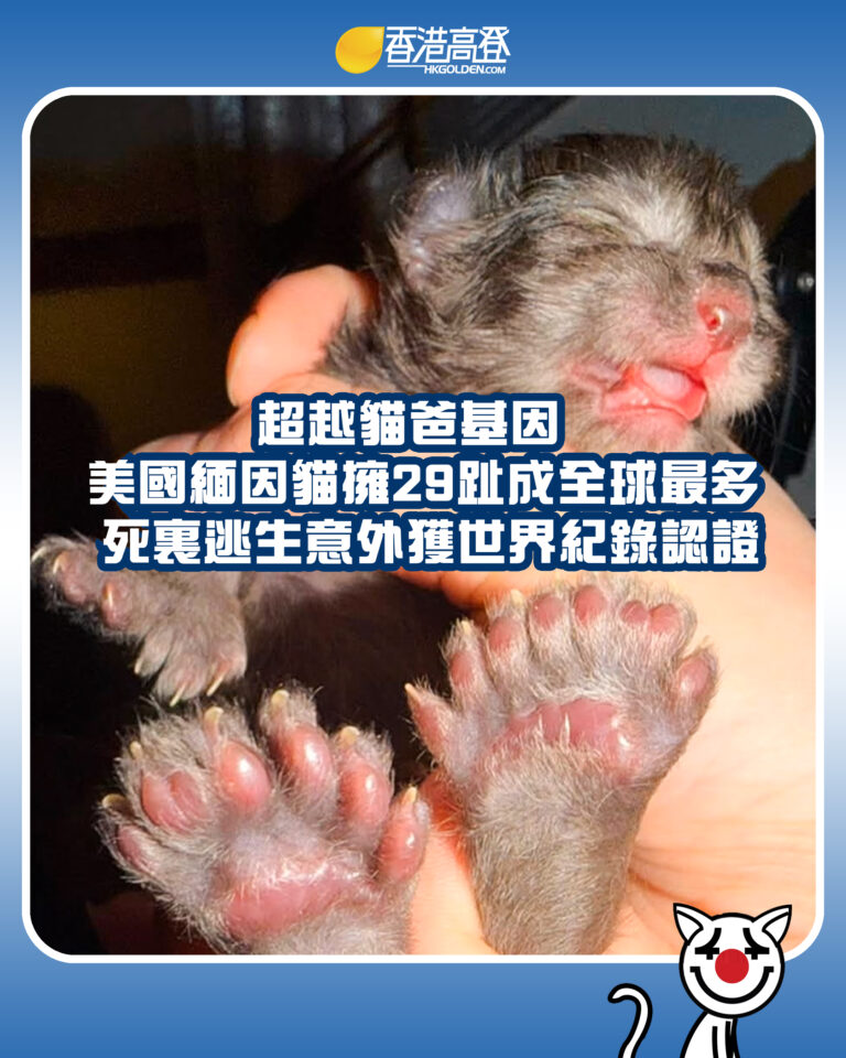 【超越貓爸基因  美國緬因貓擁29趾成全球最多 死裏逃生意外獲世界紀錄認證】