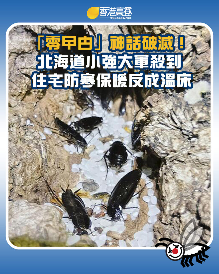 【「零曱甴」神話破滅！北海道小強大軍殺到 住宅防寒保暖反成溫床】