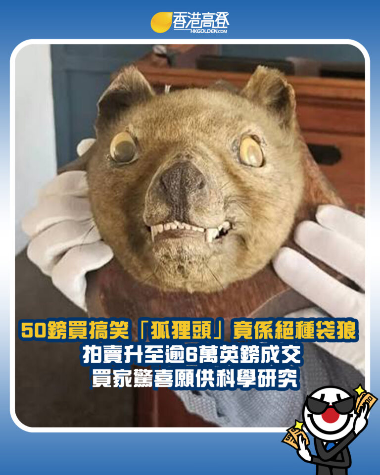 【50鎊買搞笑「狐狸頭」竟係絕種袋狼 拍賣狂飆千倍逾6萬英鎊成交 買家驚喜願供科學研究】
