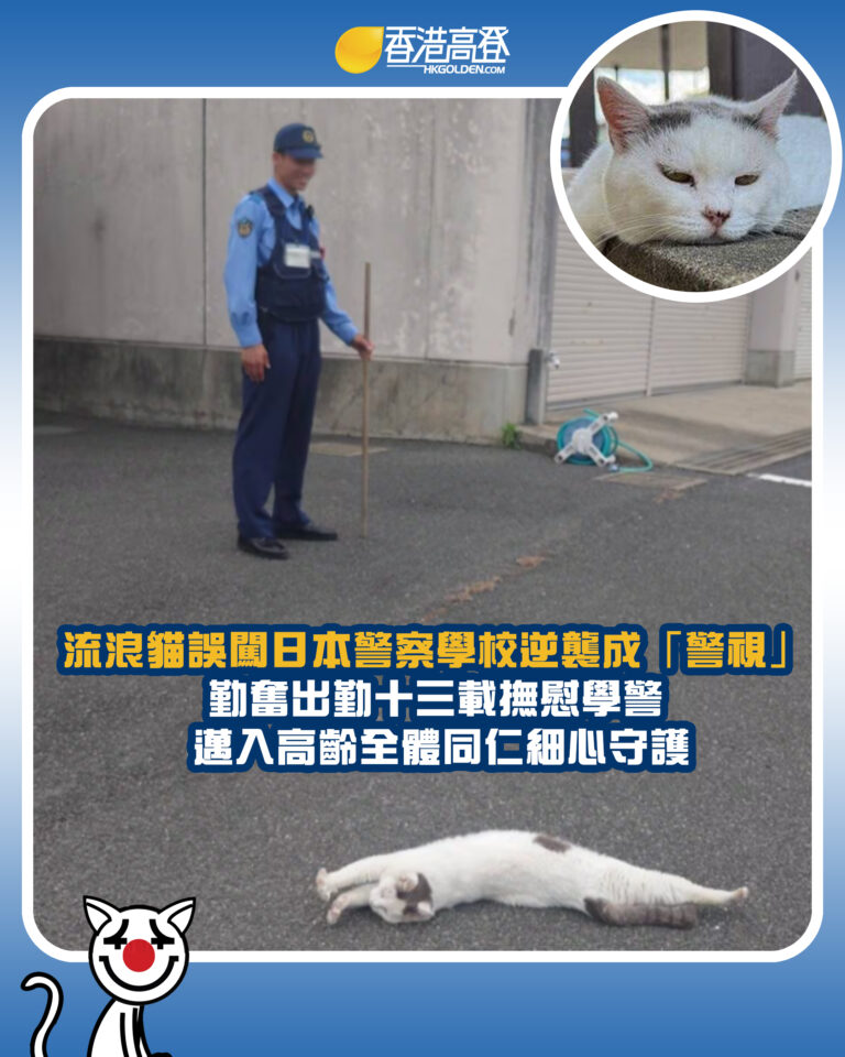 【流浪貓誤闖日本警察學校逆襲成「警視」 勤奮出勤十三載撫慰學警 邁入高齡全體同仁細心守護】