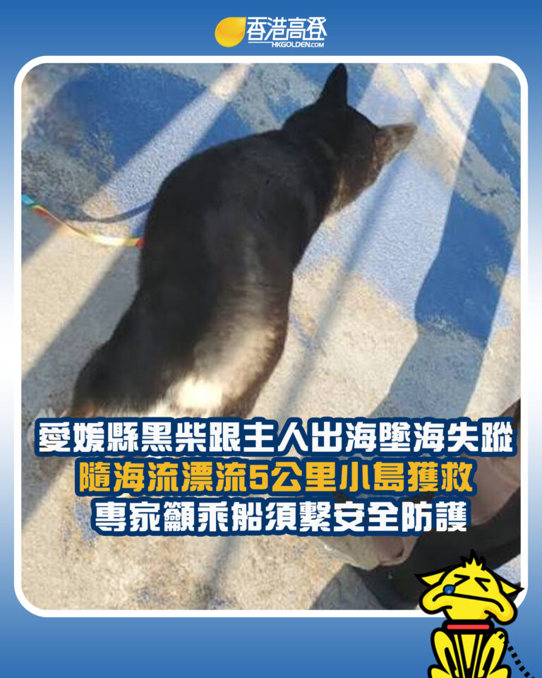 【愛媛縣黑柴跟主人出海墜海失蹤 隨海流漂流5公里小島獲救 專家籲乘船須繫安全防護】
