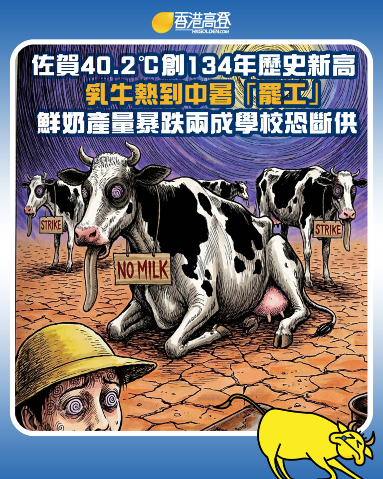 【佐賀飆40.2℃創134年歷史新高  乳牛熱到中暑「罷工」 鮮奶產量暴跌兩成學校恐斷供】