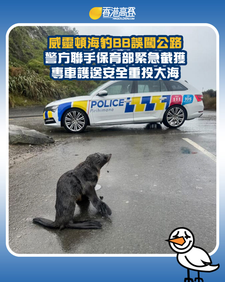 【威靈頓海豹BB誤闖公路 警方聯手保育部緊急截獲 專車護送安全重投大海】 【威靈頓海豹BB誤闖公路 警方聯手保育部緊急截獲 專車護送安全重投大海】