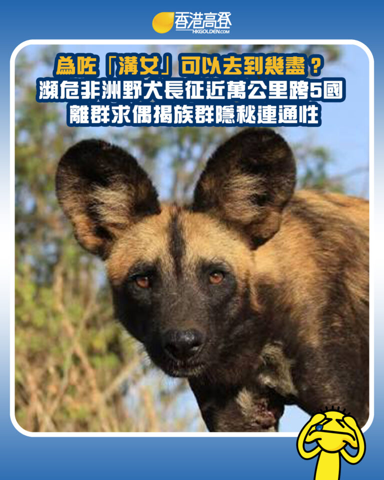 【為咗「溝女」可以去到幾盡? 瀕危非洲野犬長征近萬公里跨5國 離群求偶揭族群隱秘連通性】 【為咗「溝女」可以去到幾盡? 瀕危非洲野犬長征近萬公里跨5國 離群求偶揭族群隱秘連通性】