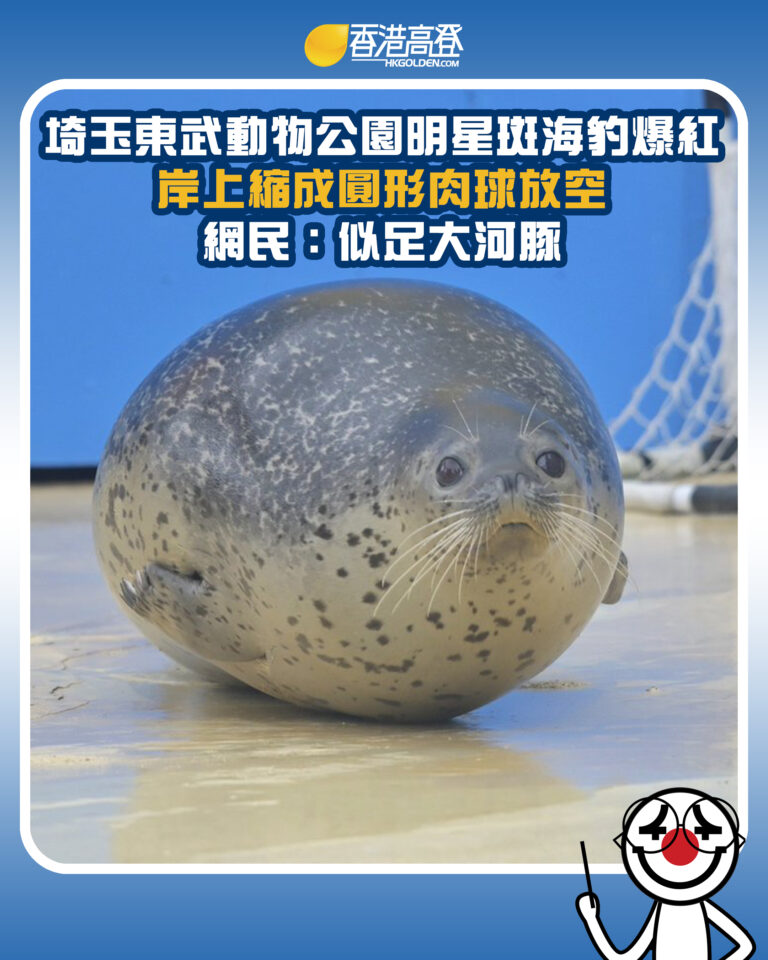 【埼玉東武動物公園明星斑海豹爆紅 岸上縮成圓形肉球放空 網民：似足大河豚】