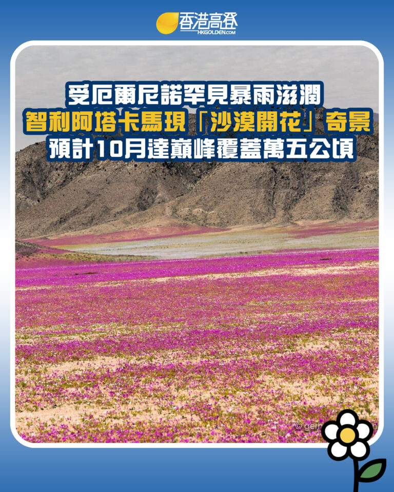 【受厄爾尼諾罕見暴雨滋潤 智利阿塔卡馬現「沙漠開花」奇景 預計10月達巔峰覆蓋萬五公頃】 【受厄爾尼諾罕見暴雨滋潤 智利阿塔卡馬現「沙漠開花」奇景 預計10月達巔峰覆蓋萬五公頃】